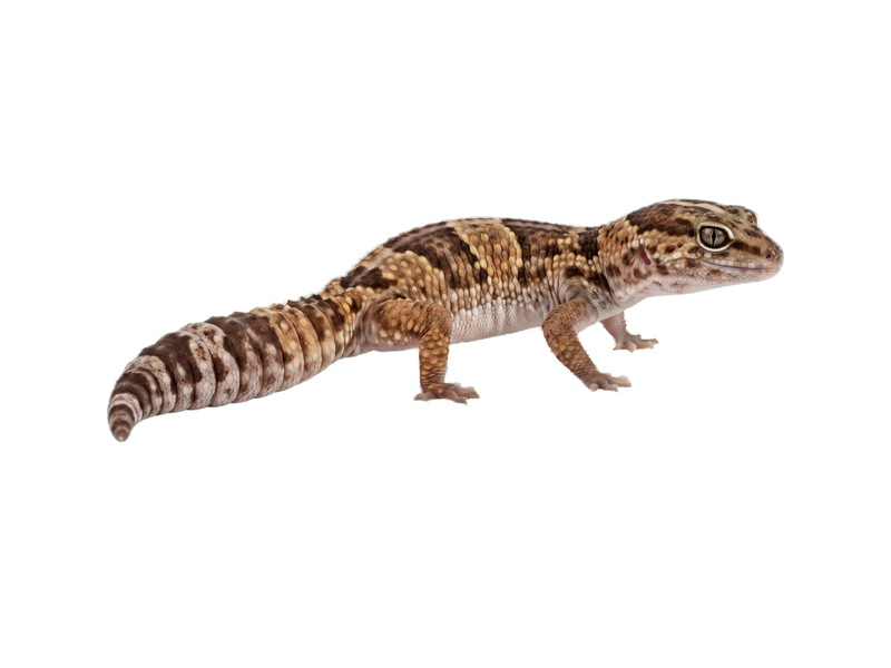 African Fat-Tailed Gecko (Hemitheconyx caudicinctus) transparent cutout