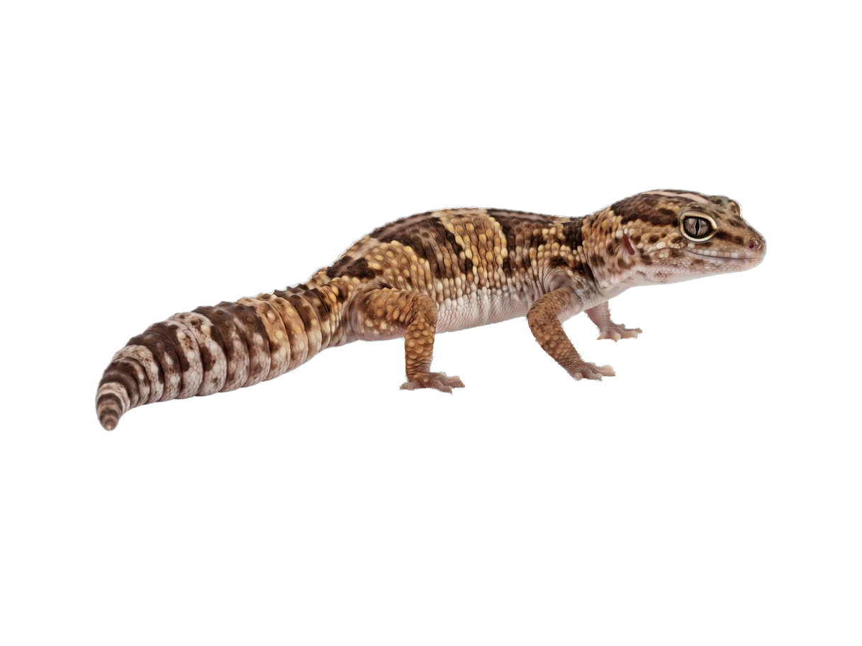 African Fat-Tailed Gecko (Hemitheconyx caudicinctus) transparent cutout