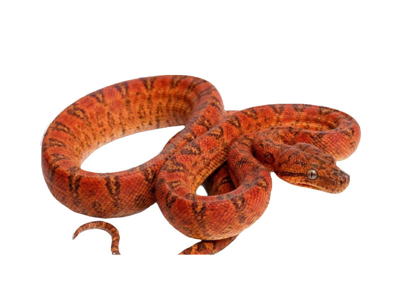 Amazon Tree Boa (Corallus hortulana) transparent cutout