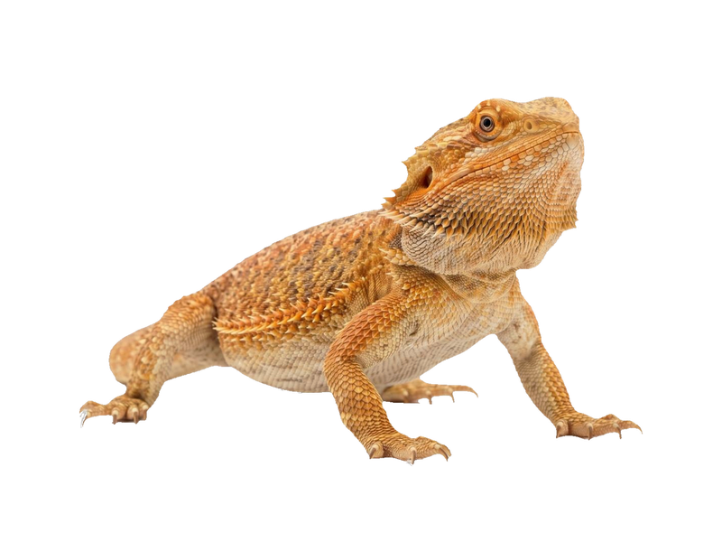 Bearded Dragon (Pogona vitticeps) transparent cutout