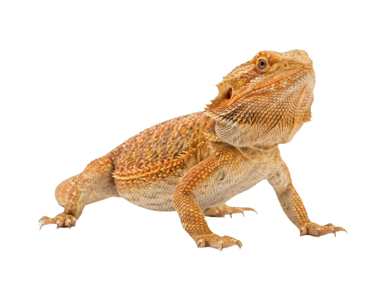 Bearded Dragon (Pogona vitticeps) transparent cutout