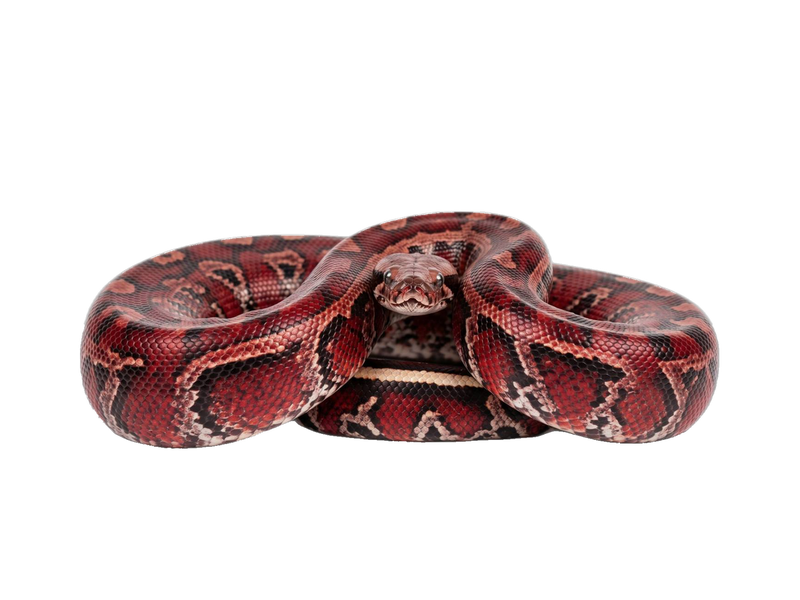 Blood Python (Python brongersmai) transparent cutout