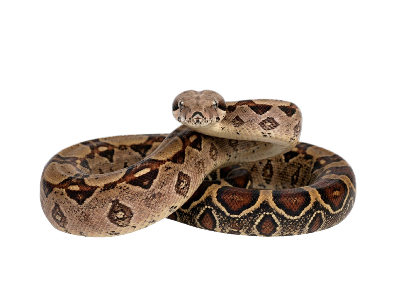 Boa Constrictor (Boa constrictor) transparent cutout