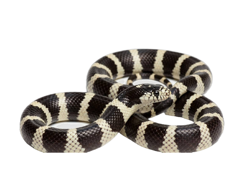 California Kingsnake (Lampropeltis californiae) transparent cutout