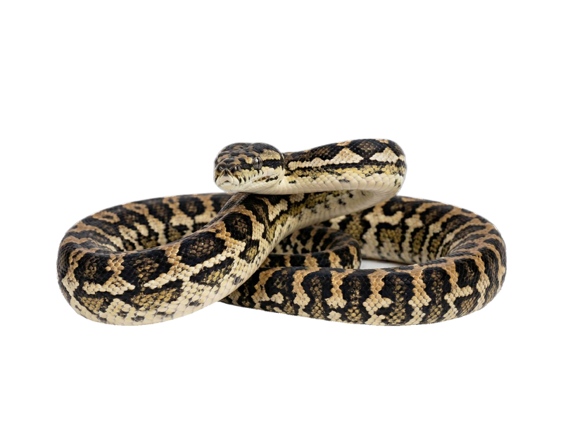 Carpet Python (Morelia spilota) transparent cutout
