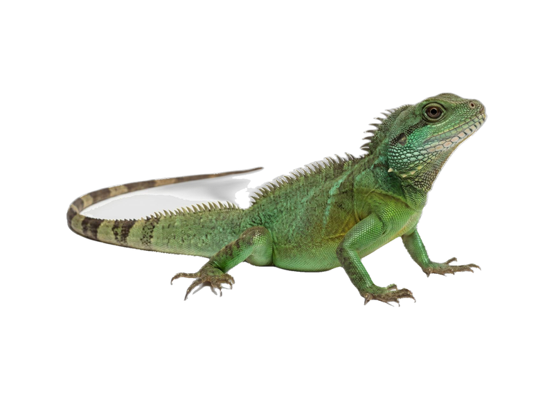 Chinese Water Dragon (Physignathus cocincinus) transparent cutout