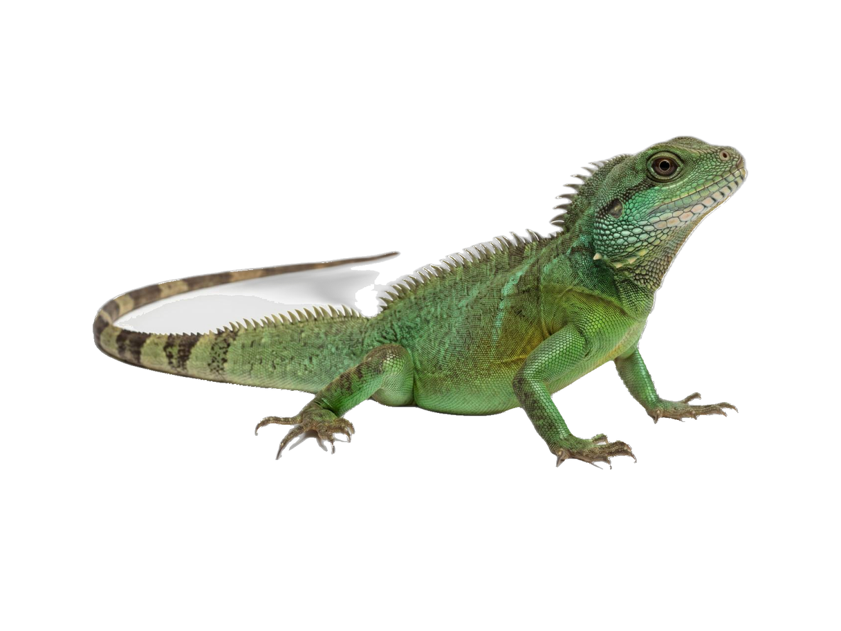 Chinese Water Dragon (Physignathus cocincinus) transparent cutout