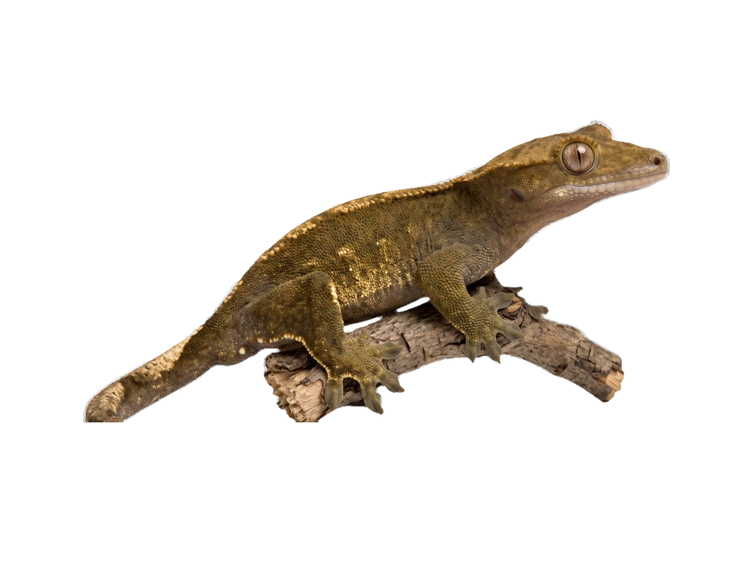Crested Gecko (Correlophus ciliatus) transparent cutout