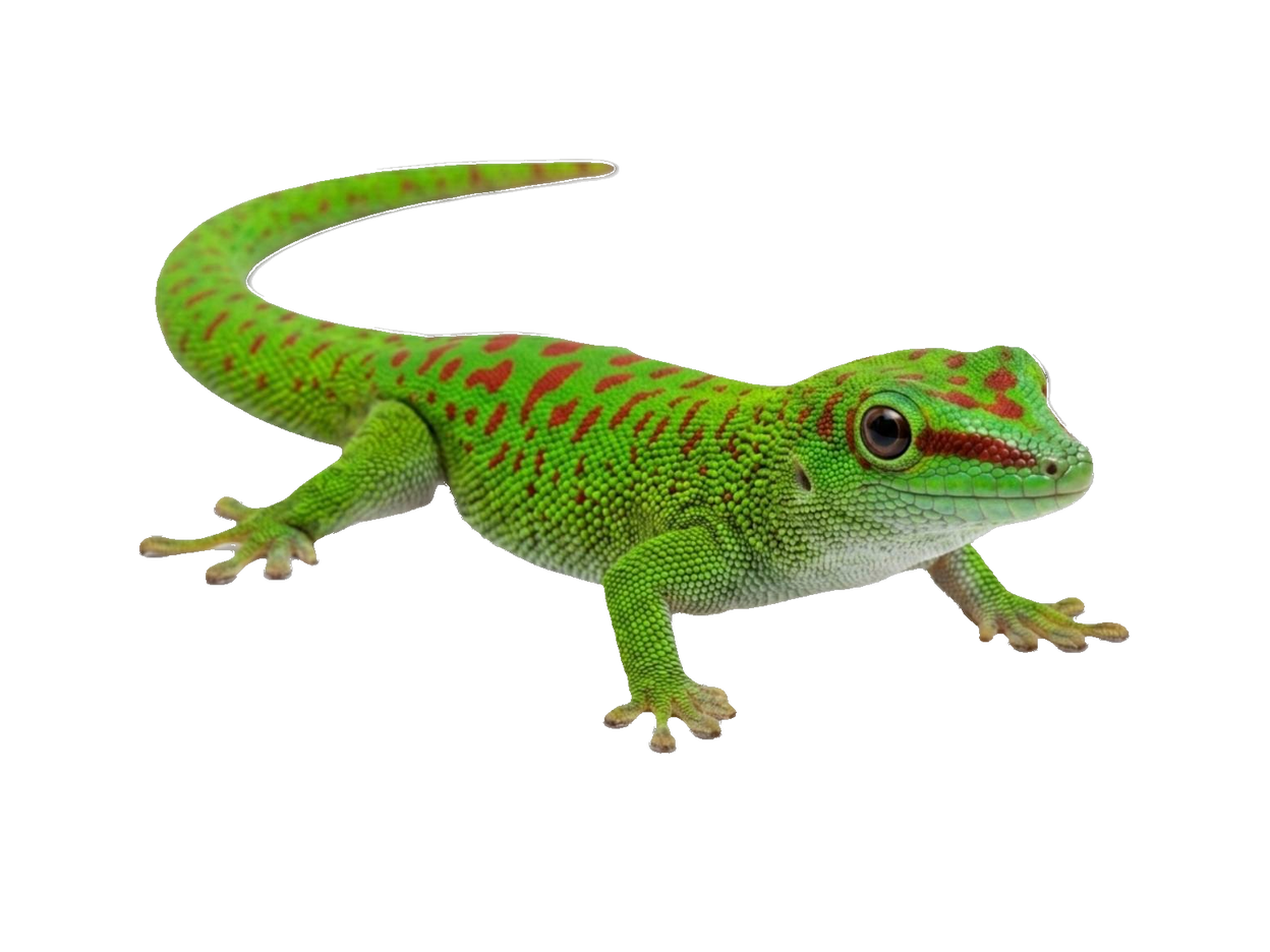 Day Gecko (Phelsuma madagascariensis) transparent cutout