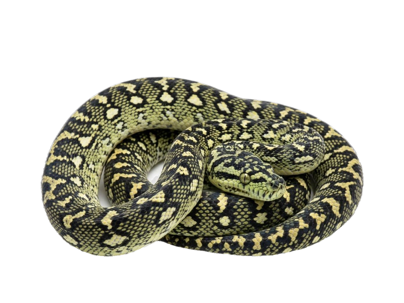 Diamond Python (Morelia spilota spilota) transparent cutout