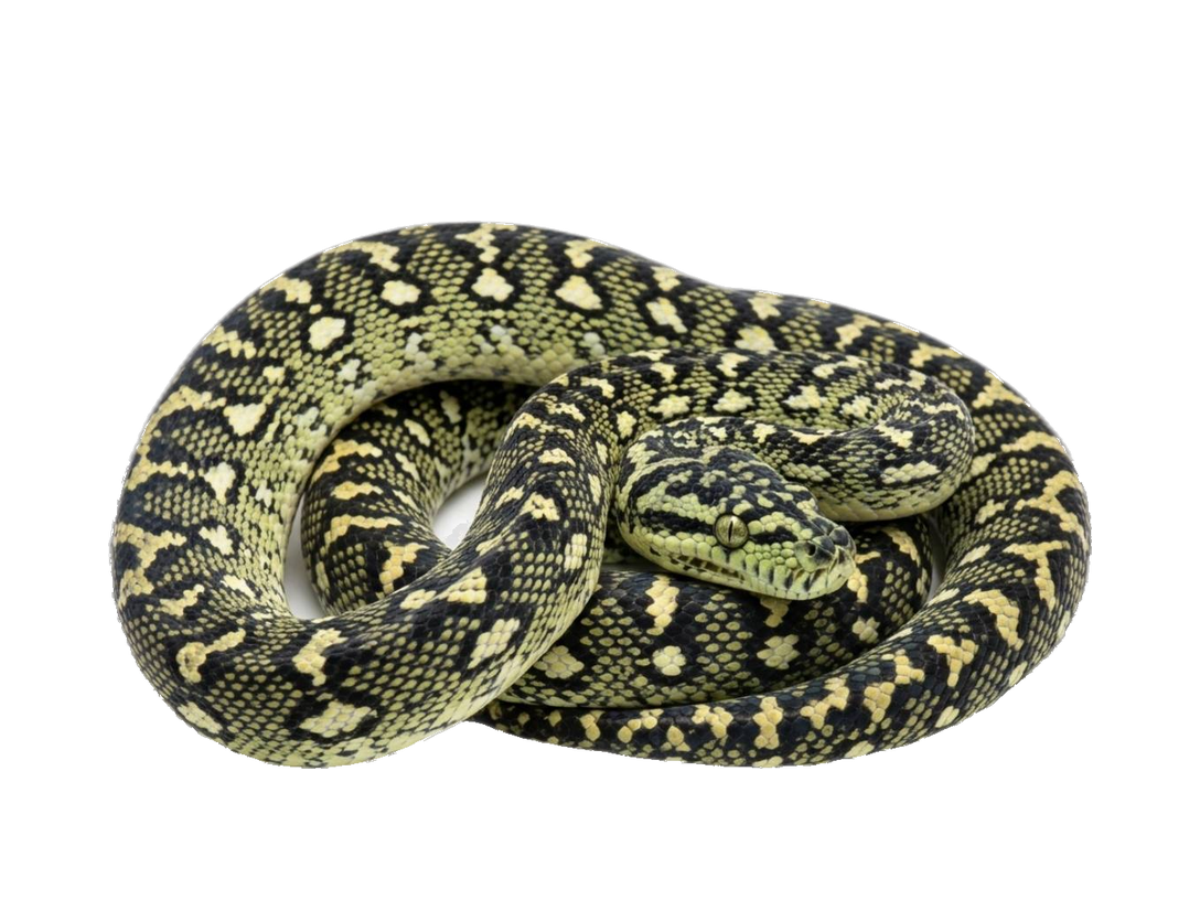 Diamond Python (Morelia spilota spilota) transparent cutout