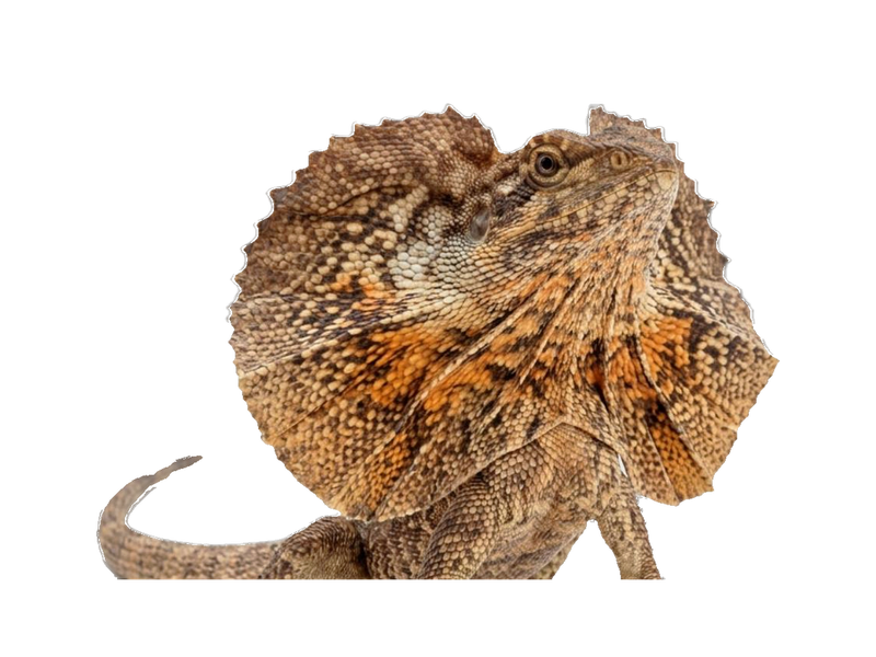 Frilled Dragon (Chlamydosaurus kingii) transparent cutout