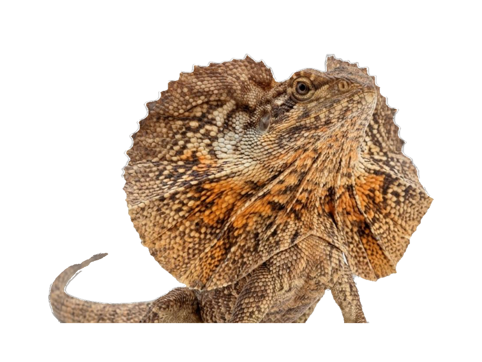 Frilled Dragon (Chlamydosaurus kingii) transparent cutout