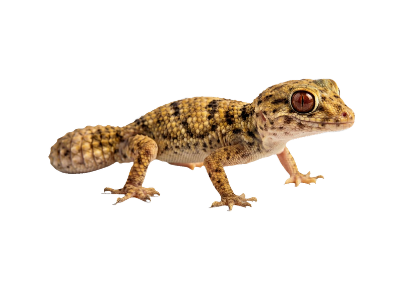 Frog-Eyed Gecko (Teratoscincus scincus) transparent cutout