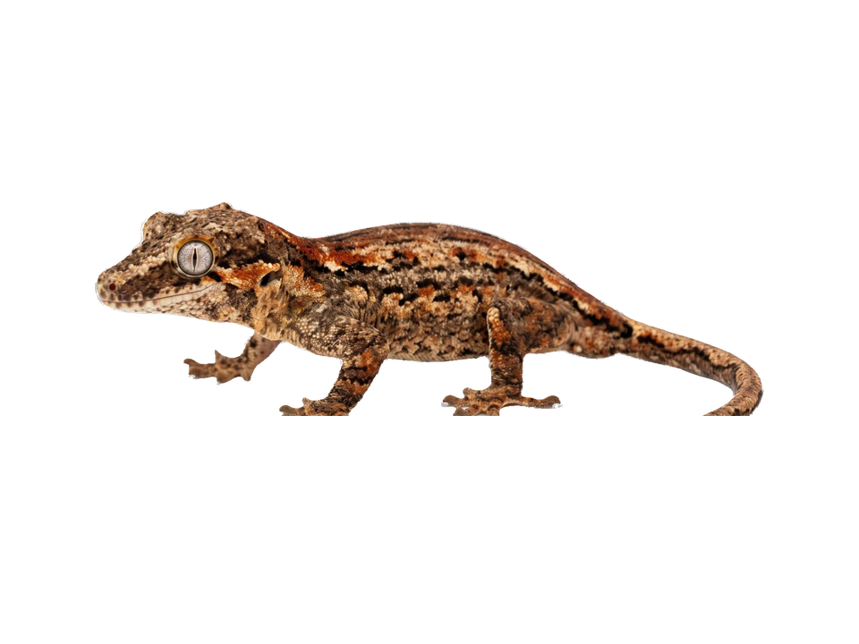 Gargoyle Gecko (Rhacodactylus auriculatus) transparent cutout