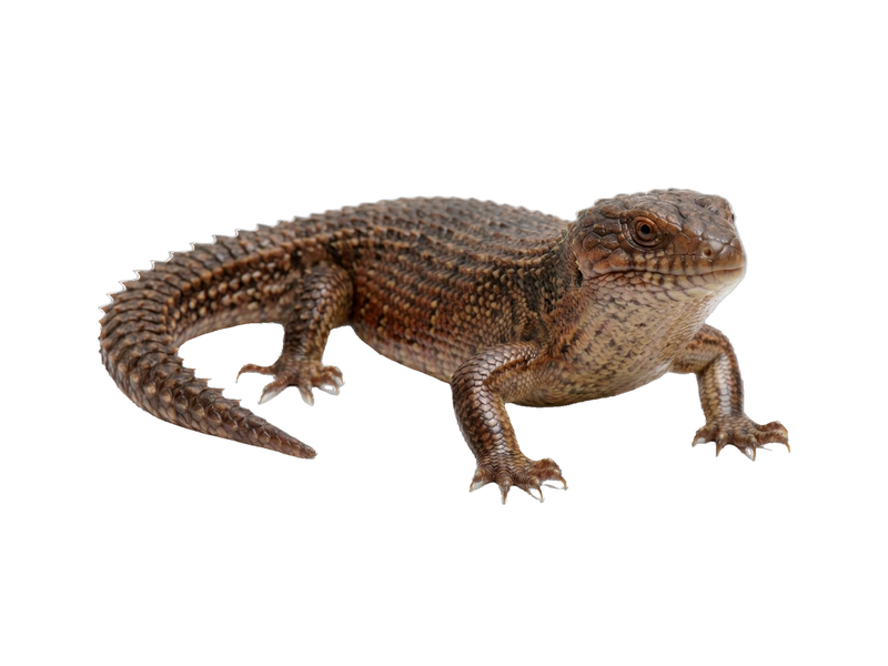Gidgee Skink (Egernia stokesii) transparent cutout