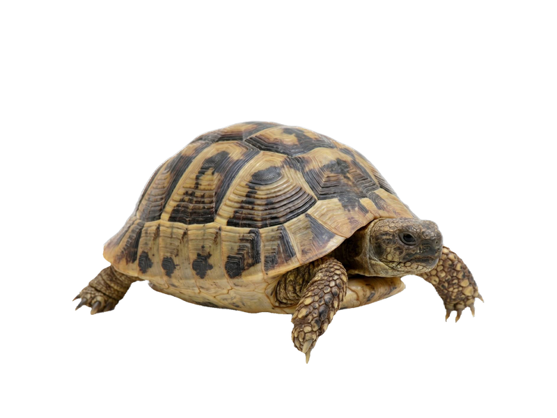 Greek Tortoise (Testudo graeca) transparent cutout