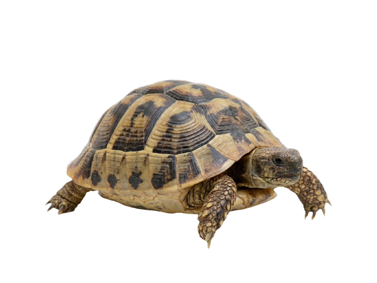 Greek Tortoise (Testudo graeca) transparent cutout