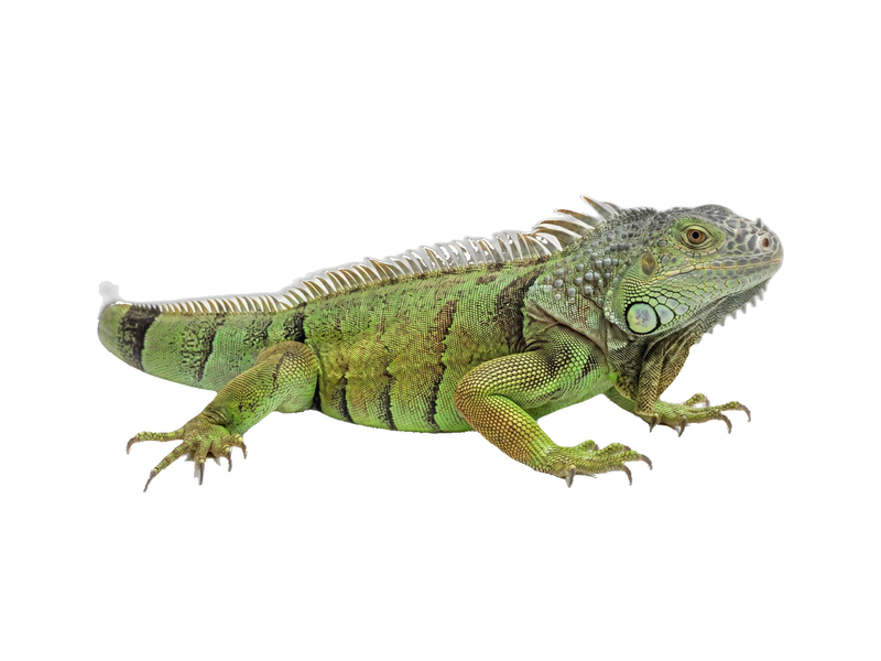 Green Iguana (Iguana iguana) transparent cutout