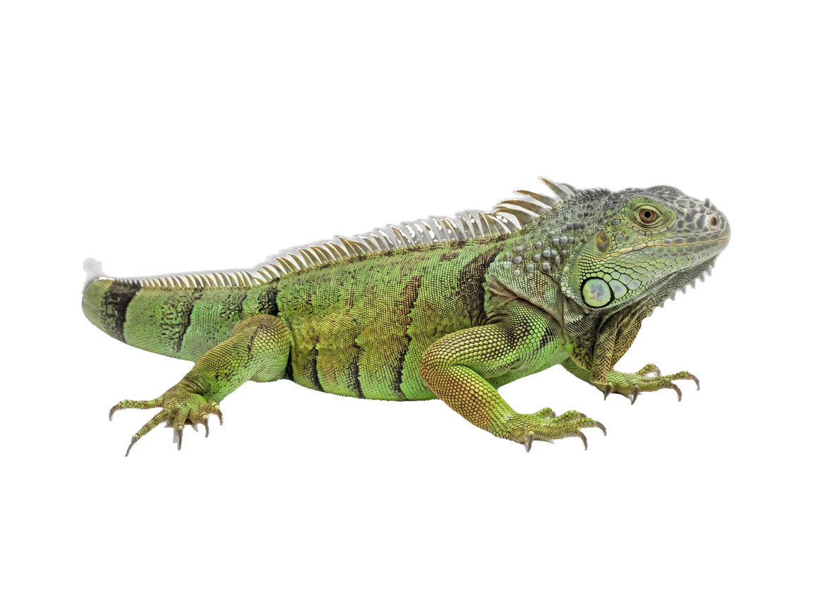 Green Iguana (Iguana iguana) transparent cutout