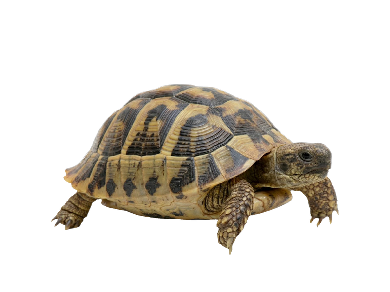 Hermann's Tortoise (Testudo hermanni) transparent cutout