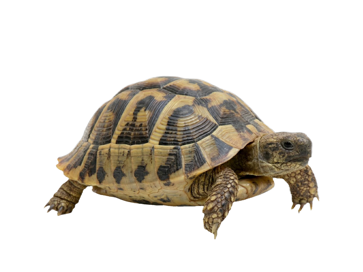 Hermann's Tortoise (Testudo hermanni) transparent cutout