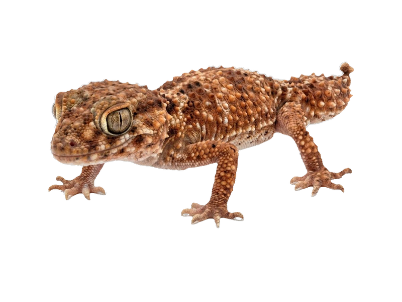 Knob-Tailed Gecko (Nephrurus amyae) transparent cutout