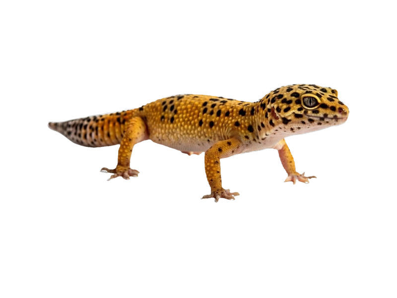 Leopard Gecko (Eublepharis macularius) transparent cutout
