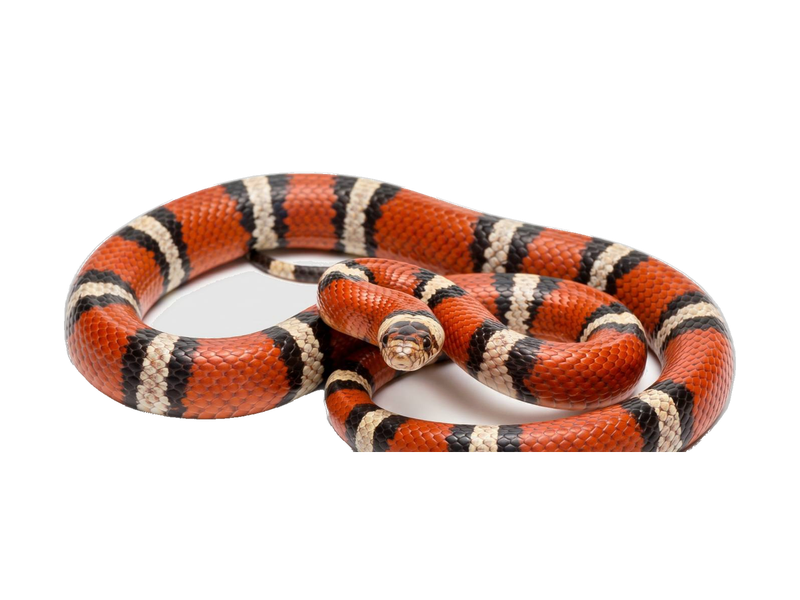 Milk Snake (Lampropeltis triangulum) transparent cutout