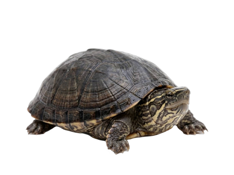 Musk Turtle (Sternotherus odoratus) transparent cutout