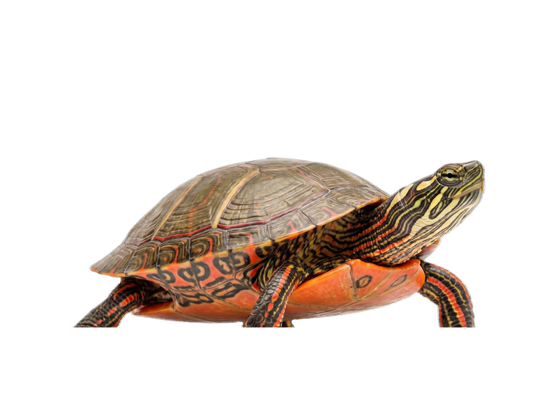 Painted Turtle (Chrysemys picta) transparent cutout