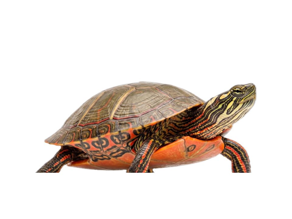 Painted Turtle (Chrysemys picta) transparent cutout