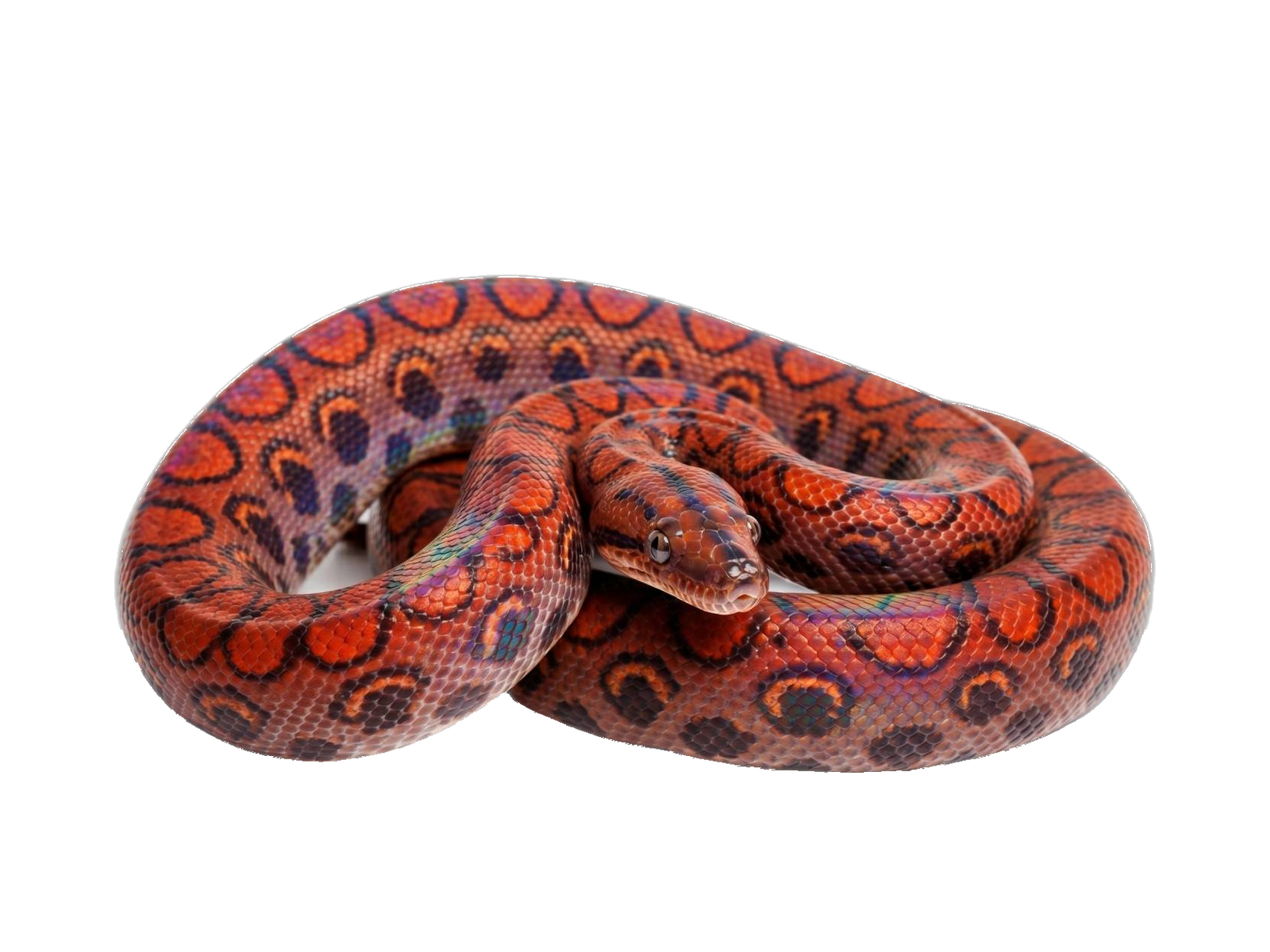 Rainbow Boa (Epicrates cenchria) transparent cutout