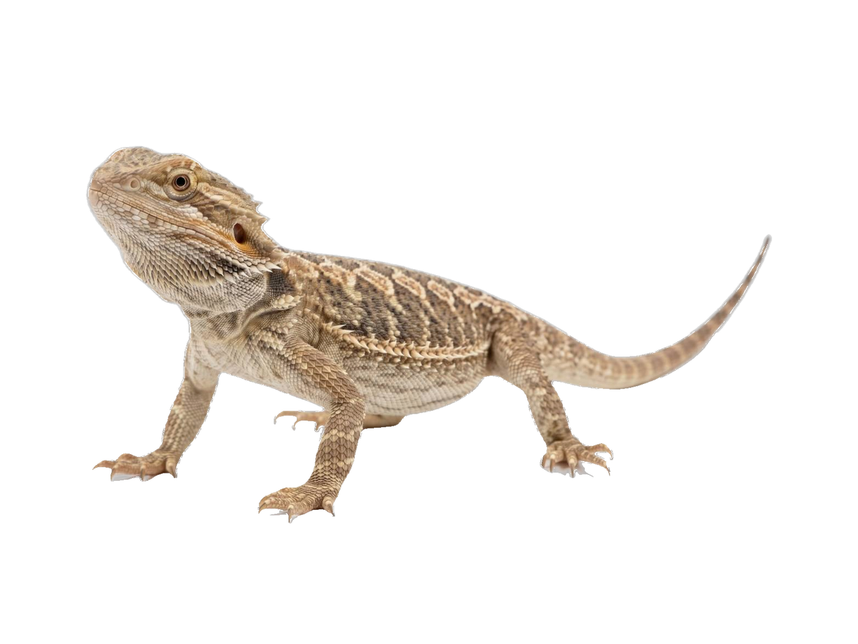 Rankins Dragon (Pogona henrylawsoni) transparent cutout