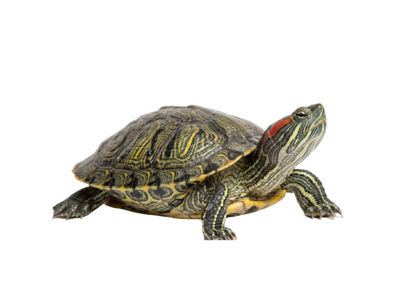 Red-Eared Slider (Trachemys scripta elegans) transparent cutout