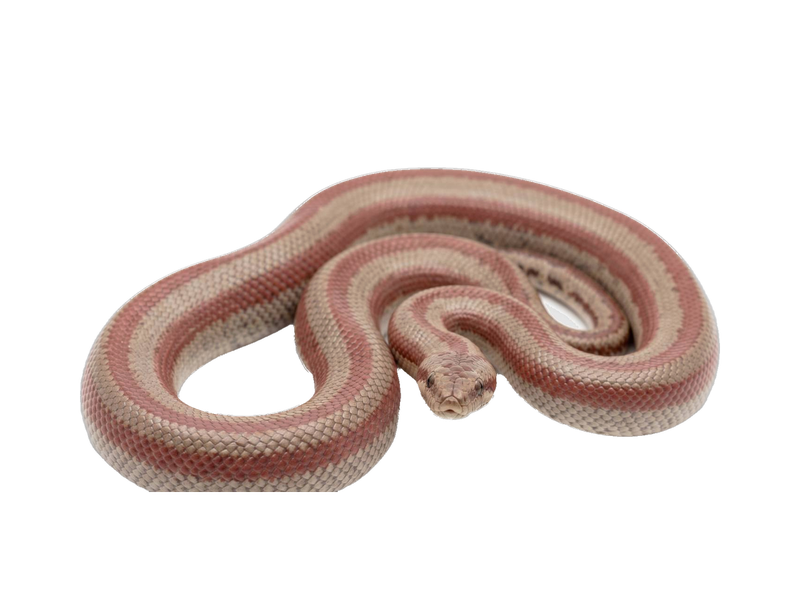 Rosy Boa (Lichanura trivirgata) transparent cutout