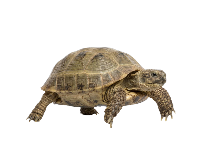 Russian Tortoise (Agrionemys horsfieldii) transparent cutout