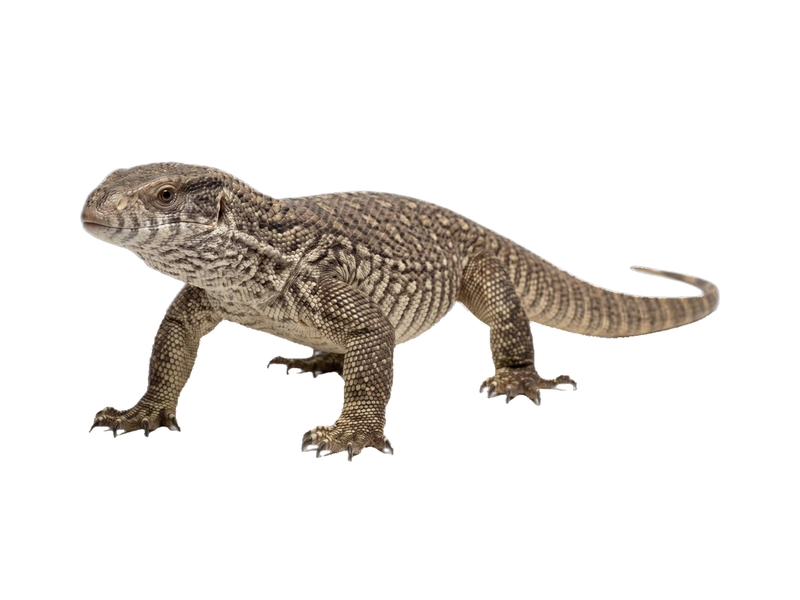Savannah Monitor (Varanus exanthematicus) transparent cutout