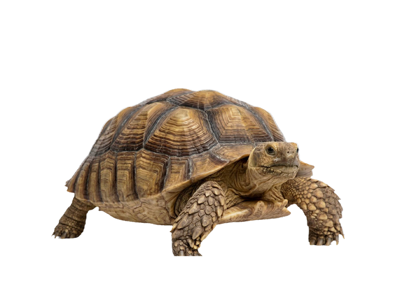 Sulcata Tortoise (Centrochelys sulcata) transparent cutout