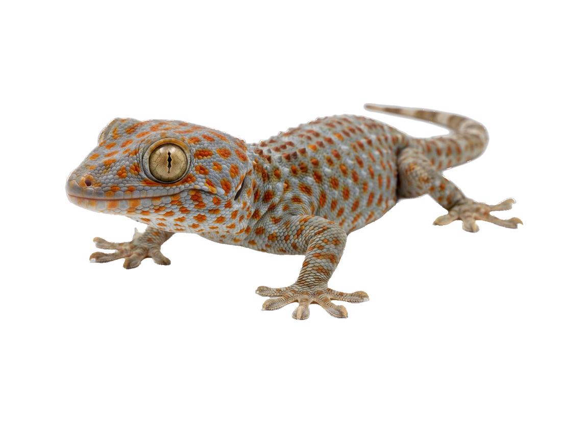 Tokay Gecko (Gekko gecko) transparent cutout