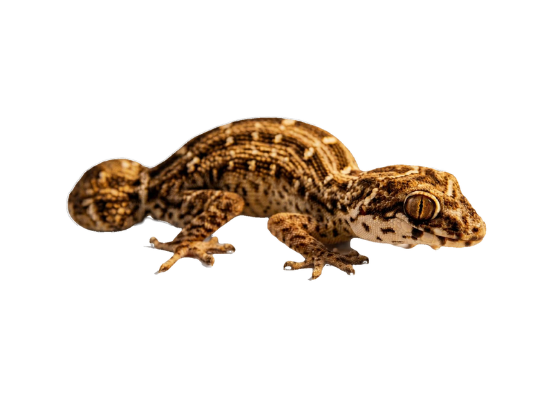 Viper Gecko (Teratolepis fasciata) transparent cutout