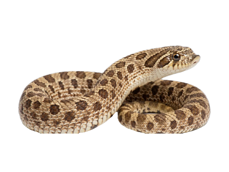 Western Hognose Snake (Heterodon nasicus) transparent cutout