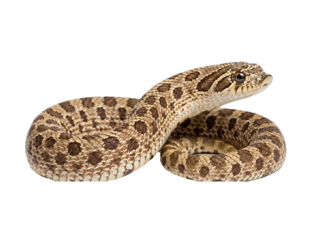 Western Hognose Snake (Heterodon nasicus) transparent cutout